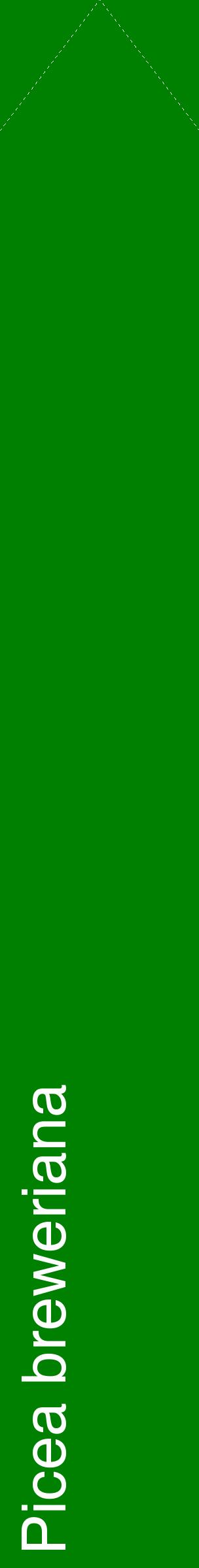 Étiquette de : Picea breweriana - format c - style blanche9_simplehel avec comestibilité