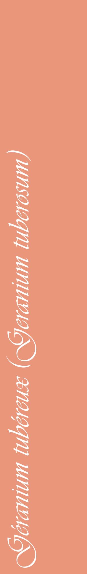 Étiquette de : Geranium tuberosum - format c - style blanche37_basiqueviv avec comestibilité