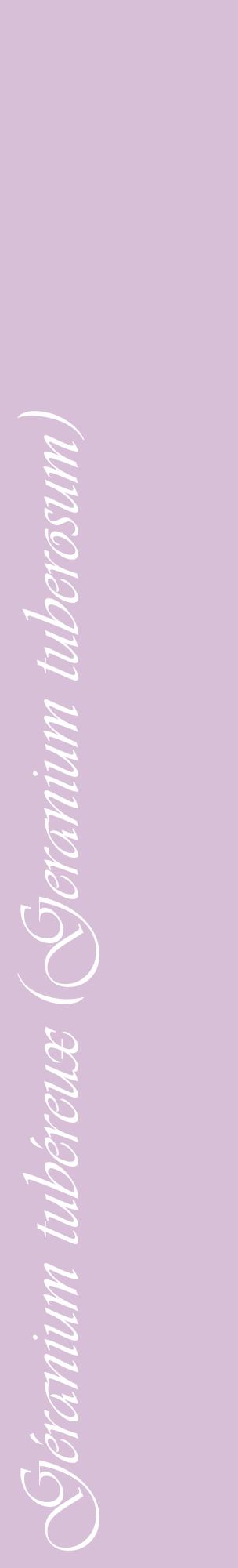 Étiquette de : Geranium tuberosum - format c - style blanche54_basiqueviv avec comestibilité