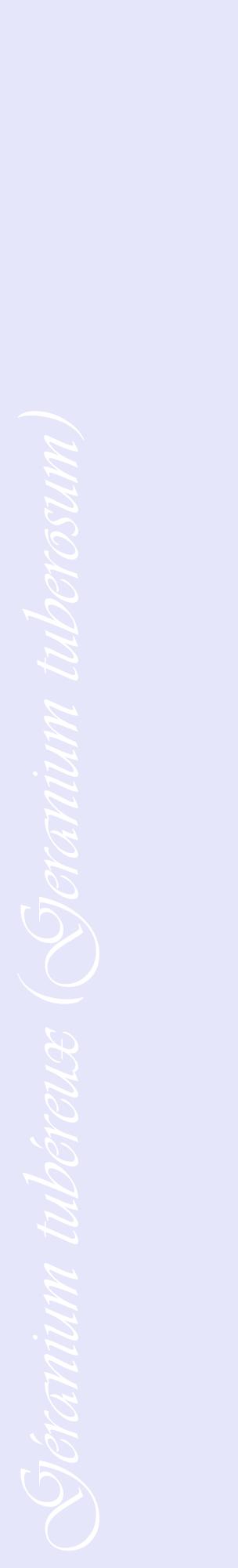 Étiquette de : Geranium tuberosum - format c - style blanche55_basiqueviv avec comestibilité
