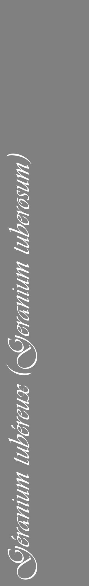 Étiquette de : Geranium tuberosum - format c - style blanche57_basiqueviv avec comestibilité