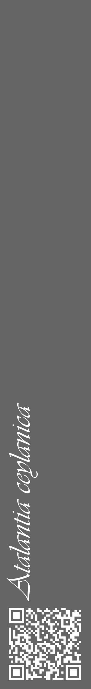 Étiquette de : Atalantia ceylanica - format c - style blanche32_basique_basiqueviv avec qrcode et comestibilité - position verticale