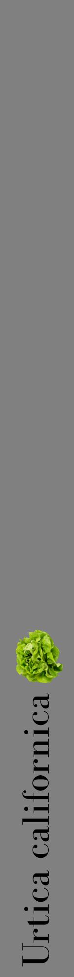 Étiquette de : Urtica californica - format a - style noire57bod avec comestibilité simplifiée