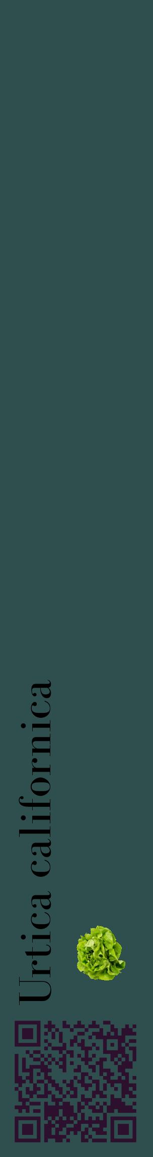 Étiquette de : Urtica californica - format c - style noire58_basiquebod avec qrcode et comestibilité simplifiée