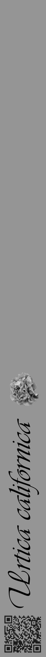 Étiquette de : Urtica californica - format a - style noire16basiqueviv avec qrcode et comestibilité simplifiée - position verticale