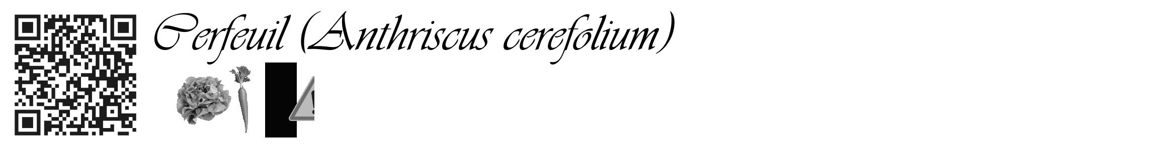 Étiquette de : Anthriscus cerefolium - format c - style noire60_basique_basiqueviv avec qrcode et comestibilité simplifiée