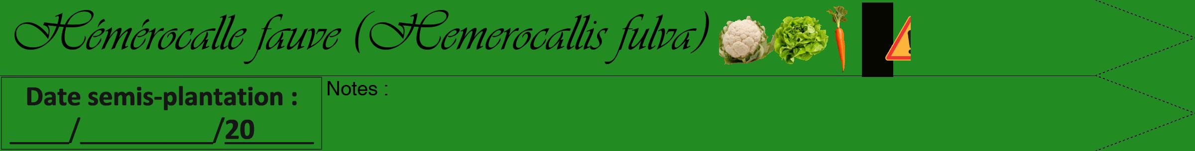 Étiquette de : Hemerocallis fulva - format b - style noire10viv avec comestibilité simplifiée