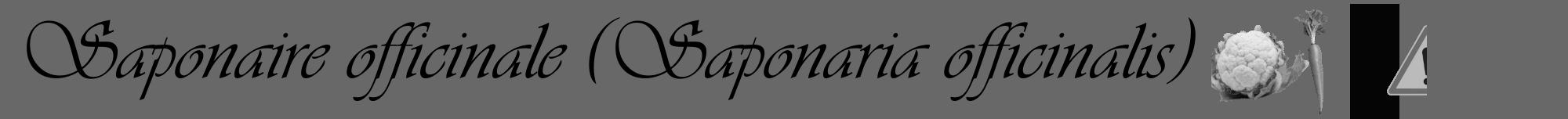 Étiquette de : Saponaria officinalis - format a - style noire43viv avec comestibilité simplifiée