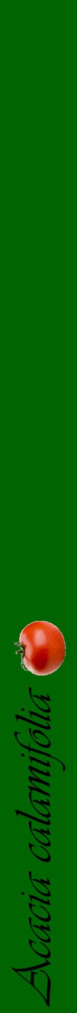 Étiquette de : Acacia calamifolia - format a - style noire8viv avec comestibilité simplifiée