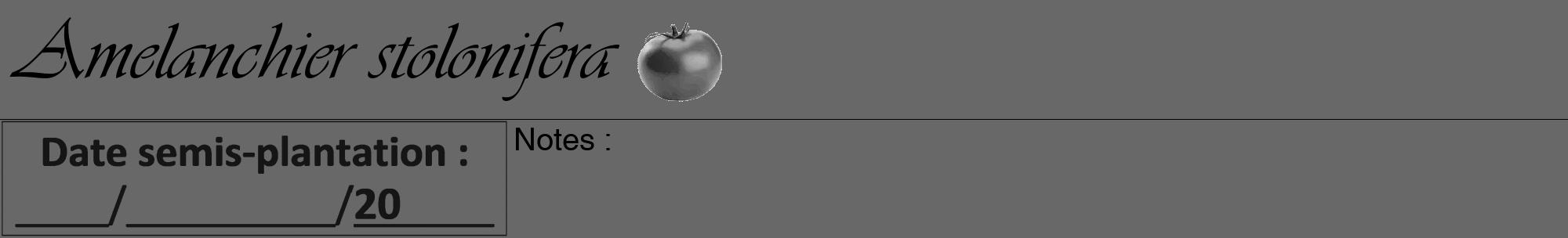 Étiquette de : Amelanchier stolonifera - format a - style noire43viv avec comestibilité simplifiée