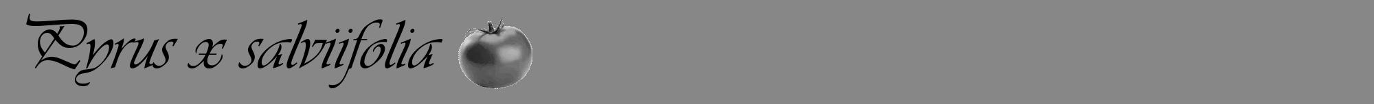 Étiquette de : Pyrus x salviifolia - format a - style noire12viv avec comestibilité simplifiée