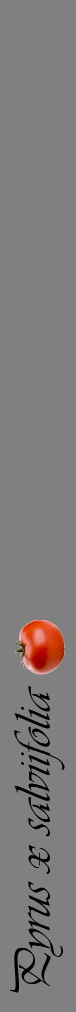Étiquette de : Pyrus x salviifolia - format a - style noire57viv avec comestibilité simplifiée