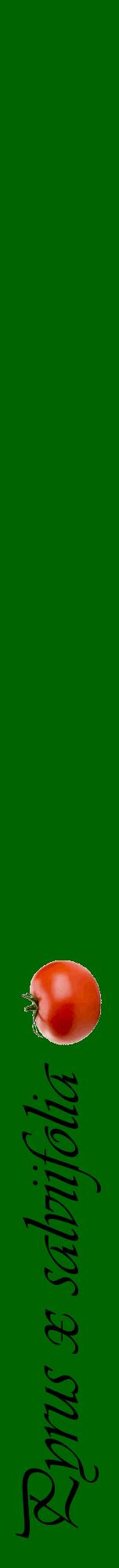 Étiquette de : Pyrus x salviifolia - format a - style noire8viv avec comestibilité simplifiée