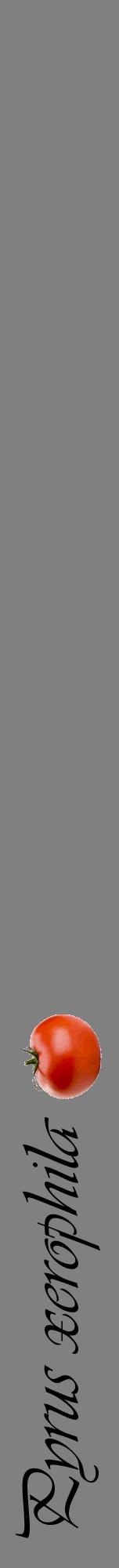 Étiquette de : Pyrus xerophila - format a - style noire57viv avec comestibilité simplifiée