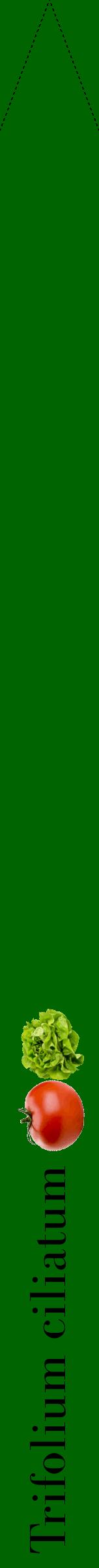 Étiquette de : Trifolium ciliatum - format b - style noire8bod avec comestibilité simplifiée