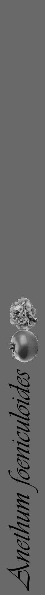 Étiquette de : Anethum foeniculoides - format a - style noire11viv avec comestibilité simplifiée - position verticale