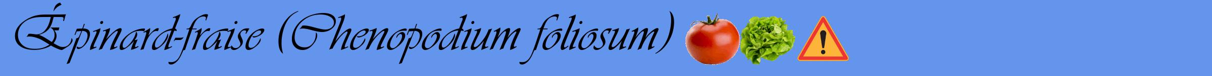 Étiquette de : Chenopodium foliosum - format a - style noire4simpleviv avec comestibilité simplifiée