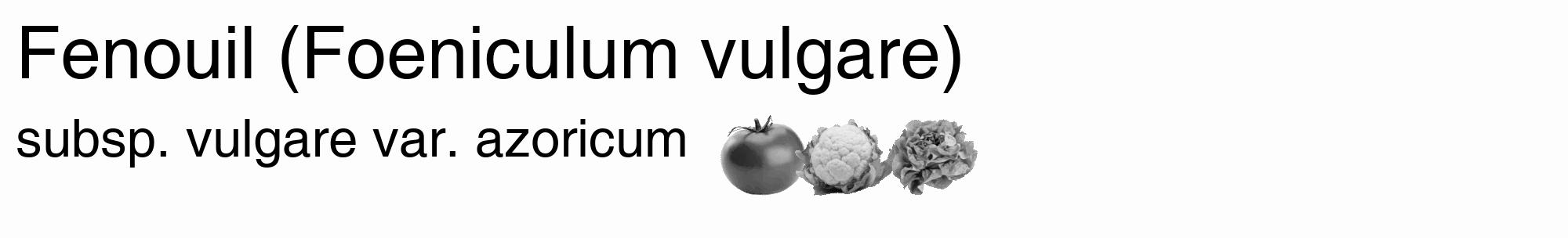 Étiquette de : Foeniculum vulgare subsp. vulgare var. azoricum - format c - style noire19_basique_basiquehel avec comestibilité simplifiée