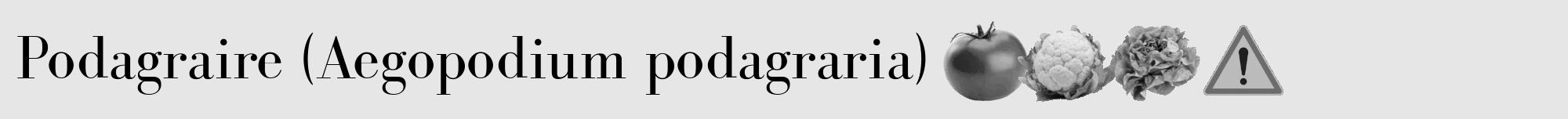 Étiquette de : Aegopodium podagraria - format a - style noire18bod avec comestibilité simplifiée