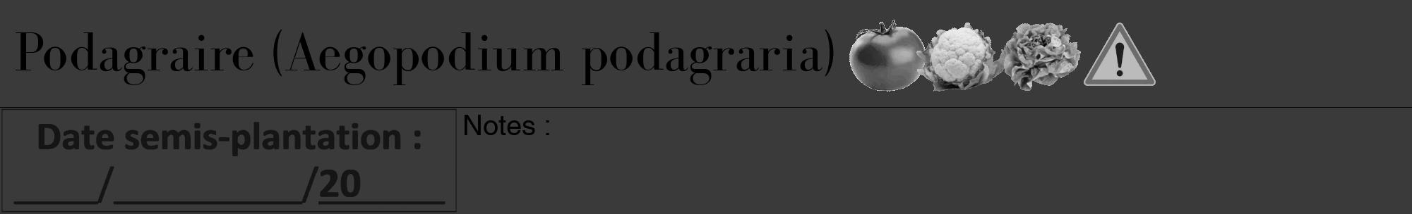 Étiquette de : Aegopodium podagraria - format a - style noire8bod avec comestibilité simplifiée