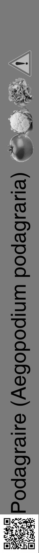 Étiquette de : Aegopodium podagraria - format a - style noire3hel avec qrcode et comestibilité simplifiée - position verticale