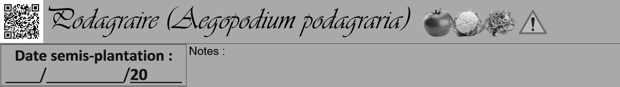 Étiquette de : Aegopodium podagraria - format a - style noire13viv avec qrcode et comestibilité simplifiée