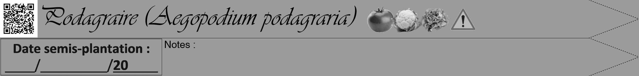 Étiquette de : Aegopodium podagraria - format b - style noire52viv avec qrcode et comestibilité simplifiée