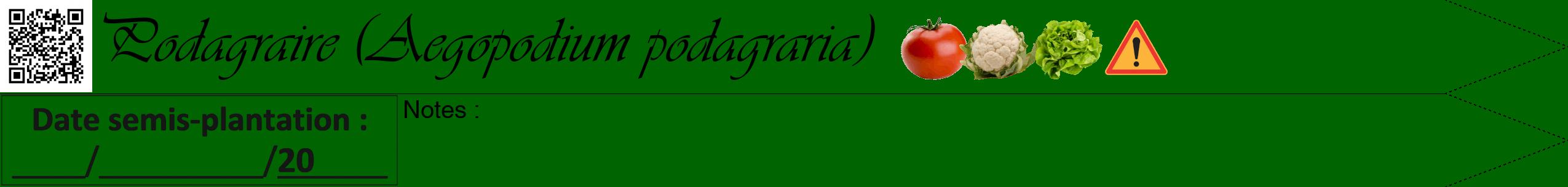 Étiquette de : Aegopodium podagraria - format b - style noire8viv avec qrcode et comestibilité simplifiée