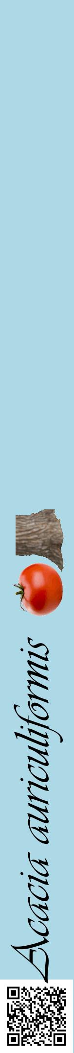 Étiquette de : Acacia auriculiformis - format a - style noire0viv avec qrcode et comestibilité simplifiée