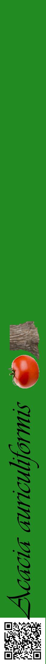 Étiquette de : Acacia auriculiformis - format a - style noire10viv avec qrcode et comestibilité simplifiée