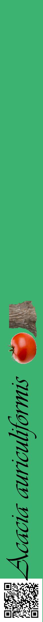 Étiquette de : Acacia auriculiformis - format a - style noire12viv avec qrcode et comestibilité simplifiée
