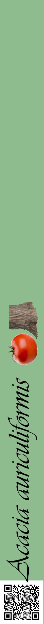 Étiquette de : Acacia auriculiformis - format a - style noire13viv avec qrcode et comestibilité simplifiée