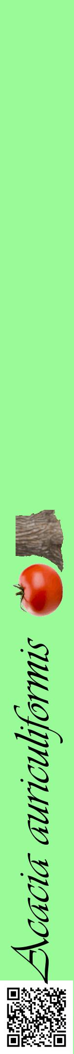 Étiquette de : Acacia auriculiformis - format a - style noire14viv avec qrcode et comestibilité simplifiée