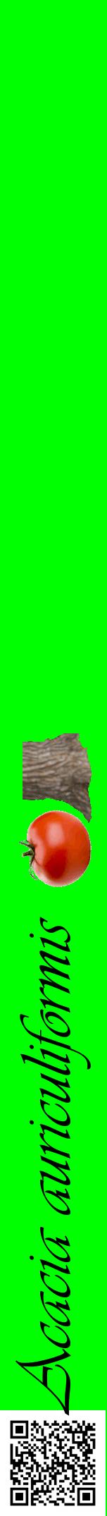 Étiquette de : Acacia auriculiformis - format a - style noire16viv avec qrcode et comestibilité simplifiée