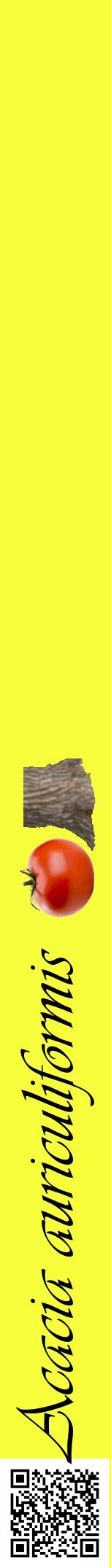 Étiquette de : Acacia auriculiformis - format a - style noire18viv avec qrcode et comestibilité simplifiée