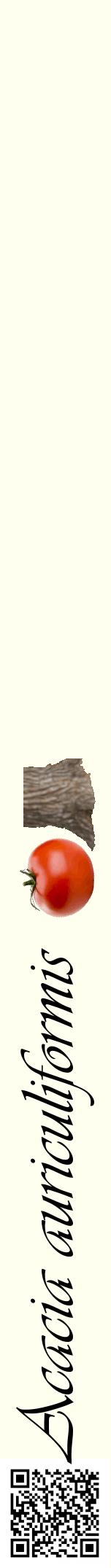 Étiquette de : Acacia auriculiformis - format a - style noire19viv avec qrcode et comestibilité simplifiée