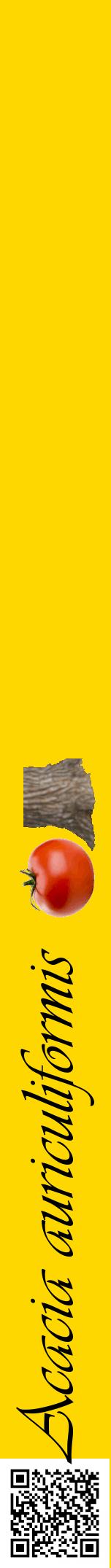 Étiquette de : Acacia auriculiformis - format a - style noire21viv avec qrcode et comestibilité simplifiée