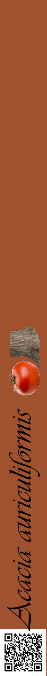 Étiquette de : Acacia auriculiformis - format a - style noire32viv avec qrcode et comestibilité simplifiée