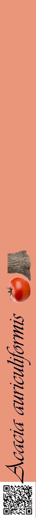 Étiquette de : Acacia auriculiformis - format a - style noire37viv avec qrcode et comestibilité simplifiée