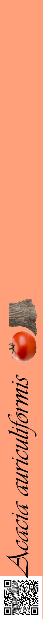Étiquette de : Acacia auriculiformis - format a - style noire39viv avec qrcode et comestibilité simplifiée
