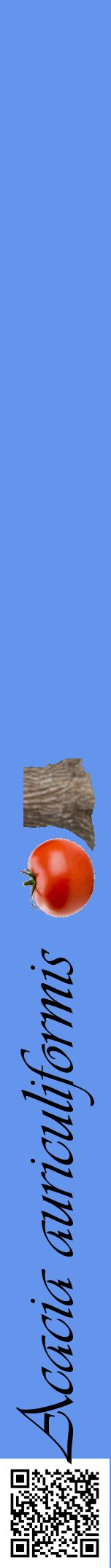 Étiquette de : Acacia auriculiformis - format a - style noire4viv avec qrcode et comestibilité simplifiée