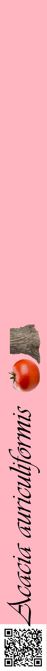 Étiquette de : Acacia auriculiformis - format a - style noire41viv avec qrcode et comestibilité simplifiée
