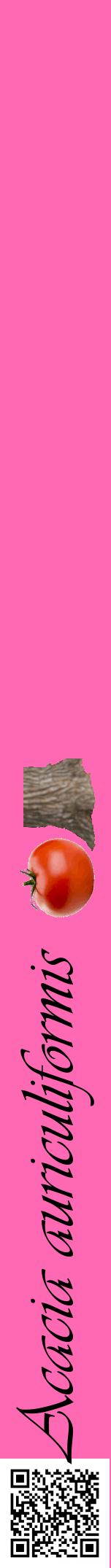 Étiquette de : Acacia auriculiformis - format a - style noire42viv avec qrcode et comestibilité simplifiée
