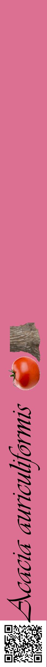 Étiquette de : Acacia auriculiformis - format a - style noire44viv avec qrcode et comestibilité simplifiée