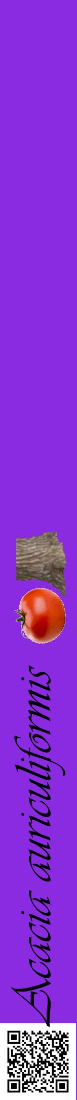 Étiquette de : Acacia auriculiformis - format a - style noire49viv avec qrcode et comestibilité simplifiée
