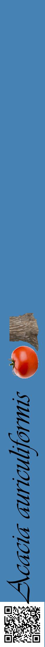 Étiquette de : Acacia auriculiformis - format a - style noire5viv avec qrcode et comestibilité simplifiée