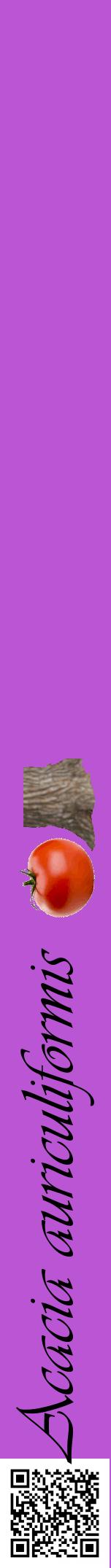 Étiquette de : Acacia auriculiformis - format a - style noire50viv avec qrcode et comestibilité simplifiée
