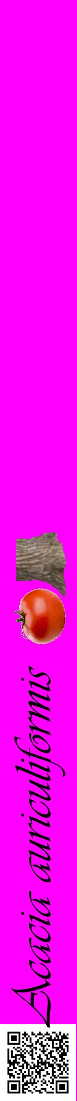 Étiquette de : Acacia auriculiformis - format a - style noire51viv avec qrcode et comestibilité simplifiée