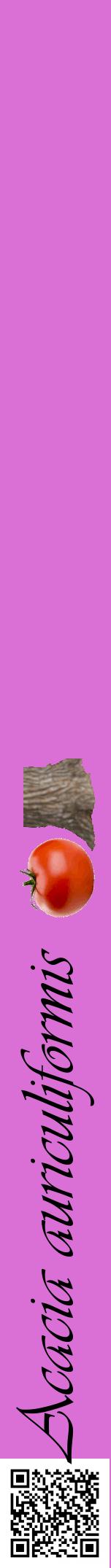 Étiquette de : Acacia auriculiformis - format a - style noire52viv avec qrcode et comestibilité simplifiée
