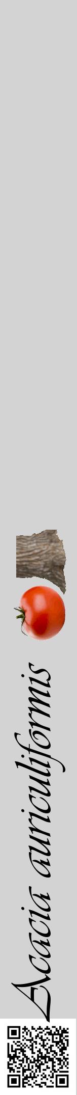 Étiquette de : Acacia auriculiformis - format a - style noire56viv avec qrcode et comestibilité simplifiée
